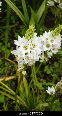 Splendidi fiori di Ornithogalum thyrsoides, noti anche come chirstmas Lily, Chinkerinchee, Rock Lily, Wonder Flower, Chincherinchee, ecc. Foto Stock