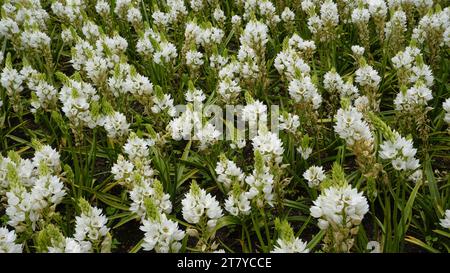 Splendidi fiori di Ornithogalum thyrsoides, noti anche come chirstmas Lily, Chinkerinchee, Rock Lily, Wonder Flower, Chincherinchee, ecc. Foto Stock