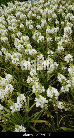 Splendidi fiori di Ornithogalum thyrsoides, noti anche come chirstmas Lily, Chinkerinchee, Rock Lily, Wonder Flower, Chincherinchee, ecc. Foto Stock