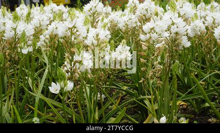 Splendidi fiori di Ornithogalum thyrsoides, noti anche come chirstmas Lily, Chinkerinchee, Rock Lily, Wonder Flower, Chincherinchee, ecc. Foto Stock