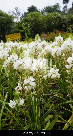 Splendidi fiori di Ornithogalum thyrsoides, noti anche come chirstmas Lily, Chinkerinchee, Rock Lily, Wonder Flower, Chincherinchee, ecc. Foto Stock