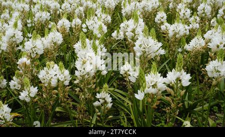 Splendidi fiori di Ornithogalum thyrsoides, noti anche come chirstmas Lily, Chinkerinchee, Rock Lily, Wonder Flower, Chincherinchee, ecc. Foto Stock