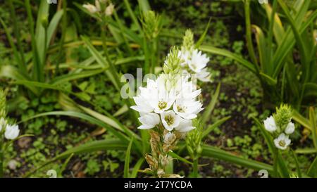 Splendidi fiori di Ornithogalum thyrsoides, noti anche come chirstmas Lily, Chinkerinchee, Rock Lily, Wonder Flower, Chincherinchee, ecc. Foto Stock