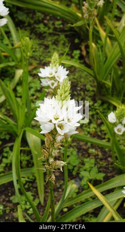 Splendidi fiori di Ornithogalum thyrsoides, noti anche come chirstmas Lily, Chinkerinchee, Rock Lily, Wonder Flower, Chincherinchee, ecc. Foto Stock