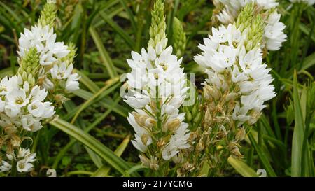 Splendidi fiori di Ornithogalum thyrsoides, noti anche come chirstmas Lily, Chinkerinchee, Rock Lily, Wonder Flower, Chincherinchee, ecc. Foto Stock