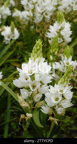 Splendidi fiori di Ornithogalum thyrsoides, noti anche come chirstmas Lily, Chinkerinchee, Rock Lily, Wonder Flower, Chincherinchee, ecc. Foto Stock