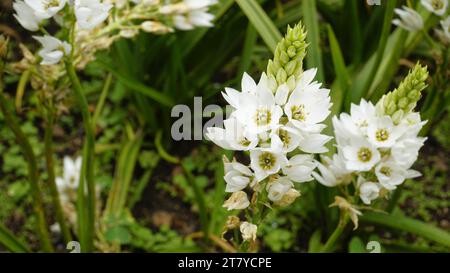 Splendidi fiori di Ornithogalum thyrsoides, noti anche come chirstmas Lily, Chinkerinchee, Rock Lily, Wonder Flower, Chincherinchee, ecc. Foto Stock