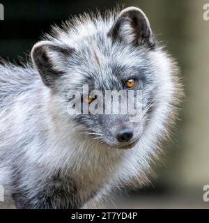 Volpe artica Foto Stock