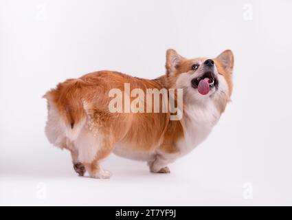Gallese Corgi Pembroke Ritratto isolato su bianco. Bellissimo Corgi rosso soffice di due anni. Foto Stock