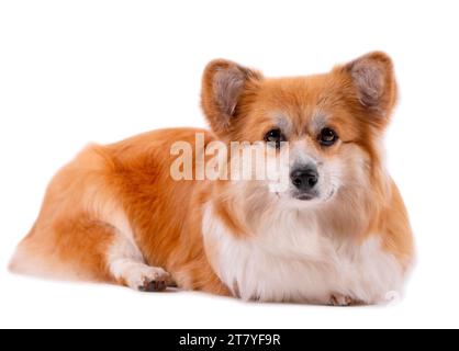 Gallese Corgi Pembroke Ritratto isolato su bianco. Bellissimo Corgi rosso soffice di due anni. Foto Stock