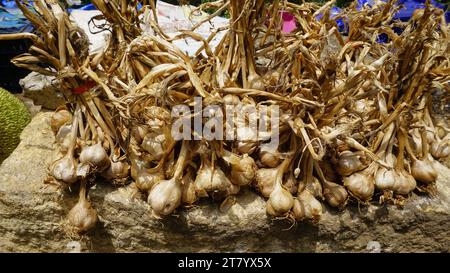 L'aglio biologico di montagna o Malai Poondu coltivato e tenuto in vendita dal villaggio di Poombarai, kodaikanal, Tamilnadu, India. Famoso per i forti Foto Stock