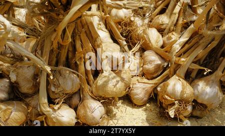 L'aglio biologico di montagna o Malai Poondu coltivato e tenuto in vendita dal villaggio di Poombarai, kodaikanal, Tamilnadu, India. Famoso per i forti Foto Stock