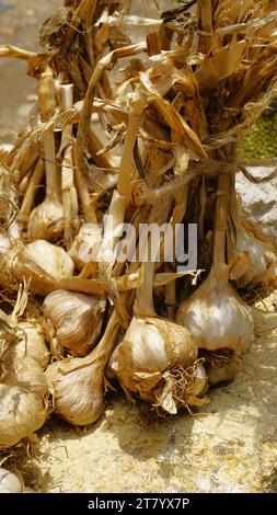 L'aglio biologico di montagna o Malai Poondu coltivato e tenuto in vendita dal villaggio di Poombarai, kodaikanal, Tamilnadu, India. Famoso per i forti Foto Stock