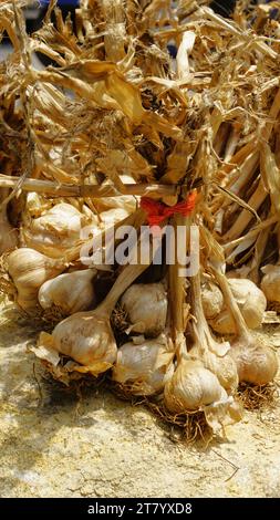 L'aglio biologico di montagna o Malai Poondu coltivato e tenuto in vendita dal villaggio di Poombarai, kodaikanal, Tamilnadu, India. Famoso per i forti Foto Stock