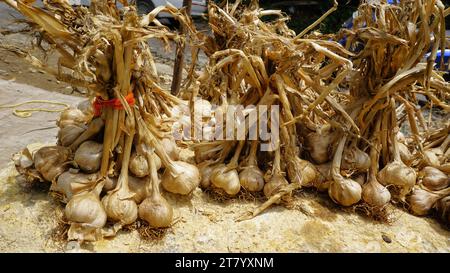 L'aglio biologico di montagna o Malai Poondu coltivato e tenuto in vendita dal villaggio di Poombarai, kodaikanal, Tamilnadu, India. Famoso per i forti Foto Stock