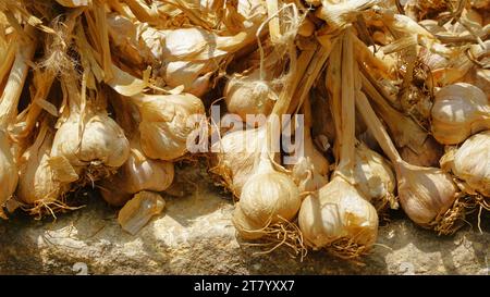 L'aglio biologico di montagna o Malai Poondu coltivato e tenuto in vendita dal villaggio di Poombarai, kodaikanal, Tamilnadu, India. Famoso per i forti Foto Stock