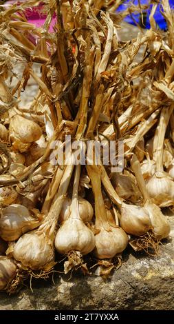 L'aglio biologico di montagna o Malai Poondu coltivato e tenuto in vendita dal villaggio di Poombarai, kodaikanal, Tamilnadu, India. Famoso per i forti Foto Stock