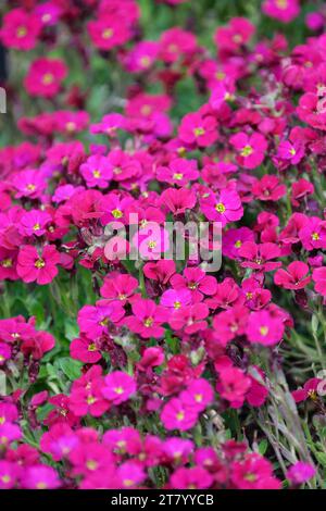 Aubrieta Axcent Borgogna (serie Axcent), compatta profusione perenne semi-sempreverde di fiori rosa profondi Foto Stock