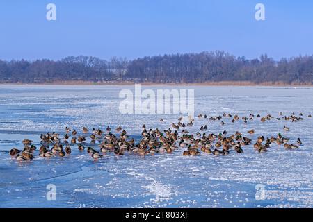 Gregge di animali domestici/anatre selvatiche (Anas platyrhynchos) maschi/gabbie e femmine che riposano sul ghiaccio del lago ghiacciato in inverno Foto Stock