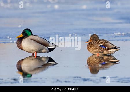 Coppia Mallard / anatre selvatiche (Anas platyrhynchos) maschio / drake e femmina che riposano sullo stagno ghiacciato in inverno Foto Stock