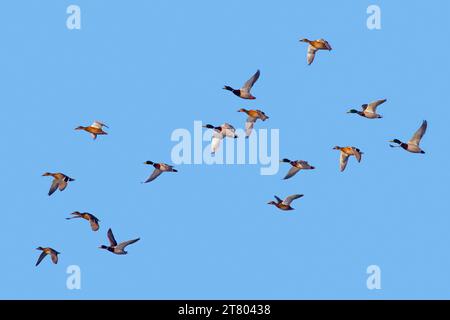 Le anatre selvatiche (Anas platyrhynchos) si radunano in volo contro il cielo blu in inverno Foto Stock