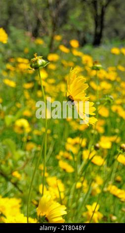 Primo piano dei bellissimi fiori gialli di Coreopsis lanceolata, noti anche come giardino, coreopsis di sabbia, semi di foglie di lancia ecc. Avvistato nei giardini di kodai Foto Stock