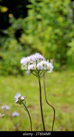 Primo piano di fiori di Ageratum conyzoides, noto anche come alghe bianche tropicali, piante di Billygoat, alghe di capra, Bluebonnet, Bluetop, berretto bianco, pollice erba, Bil Foto Stock