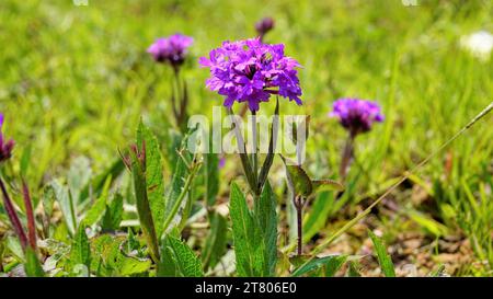 Bellissimi fiori viola di Verbena rigida, detti anche venati, selvaggi, rigidi, rigidi, grossolani, carta vetrata verbena, Slender, Tuberous, Tuber vervai Foto Stock