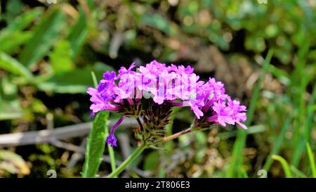 Bellissimi fiori viola di Verbena rigida, detti anche venati, selvaggi, rigidi, rigidi, grossolani, carta vetrata verbena, Slender, Tuberous, Tuber vervai Foto Stock