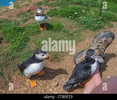 Curiosi Puffins che si arrampicano sulla mia gamba mentre ero seduto a fotografarli al Wick on Skomer Island Pembrokeshire, Galles Foto Stock