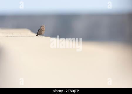 Mughetto di roccia blu femminile ((Monticola solitarius philippensis) arroccato su un muro di cemento. Foto Stock