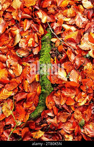 Il muschio su una radice di un albero che si spezza attraverso un tappeto di foglie autunnali cadute Foto Stock