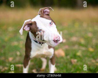 Un cucciolo di razza mista marrone e bianco Pit Bull Terrier che ascolta con un'inclinazione della testa Foto Stock