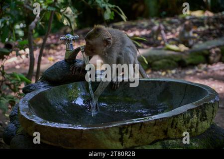 La scimmia macaca balinese dalla coda lunga utilizza una fontana presso la famosa Foresta delle scimmie di Ubud, Bali, Indonesia Foto Stock