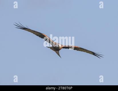 Primo piano di un agile e colorato aquilone rosso (Milvus milvus) in volo in un cielo blu. Ripresa dall'orlo dell'estinzione nel Regno Unito . Suffolk Foto Stock