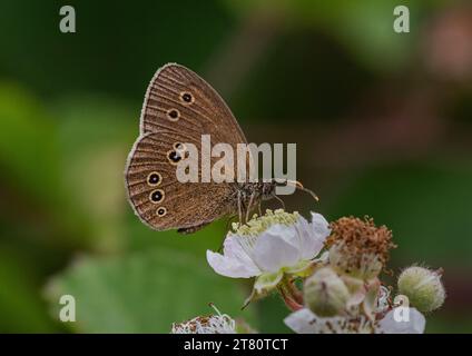 Un Ringlet Butterfly (Aphantopus hyperantus) mostra la sua sottoscena avvistata, che si nutre di un fiore di mora/bramble Suffolk, Regno Unito. Foto Stock