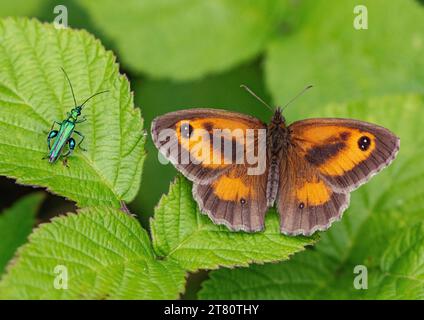 Un guardiano farfalla (Pyronia tithonus) con ali allungate e uno scarabeo gonfio della coscia (Oedemera nobilis) su una foglia di bramble . Suffolk, Regno Unito Foto Stock