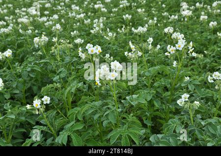 Sul campo di un agricoltore, i fiori di patata sono abbondanti Foto Stock