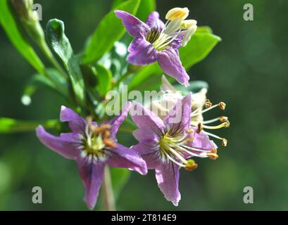 In natura fiorisce un ramoscello Lycium barbarum Foto Stock