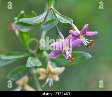 In natura fiorisce un ramoscello Lycium barbarum Foto Stock