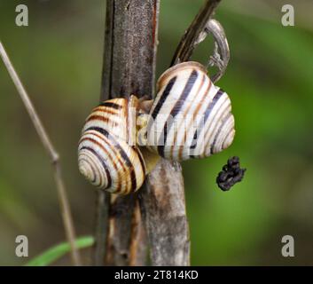 Lumache della stagione calda attiva che vivono in natura Foto Stock