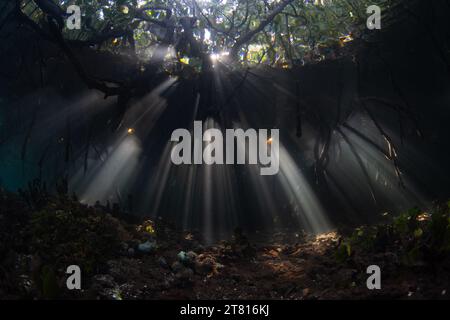 La luce del sole filtra sott'acqua nelle ombre di una foresta di mangrovie scure che cresce in Raja Ampat, Indonesia. Le mangrovie sono habitat marini vitali. Foto Stock