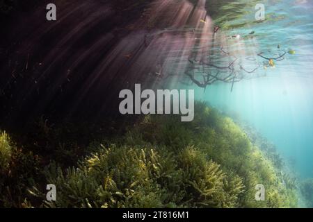 La luce del sole filtra sott'acqua nelle ombre di una foresta di mangrovie scure che cresce in Raja Ampat, Indonesia. Le mangrovie sono habitat marini vitali. Foto Stock