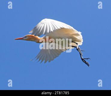 Splendida immagine dell'ariete di bestiame australiano, Ardea ibis, in un colorato piumaggio di allevamento, in volo contro il cielo blu in Australia Foto Stock