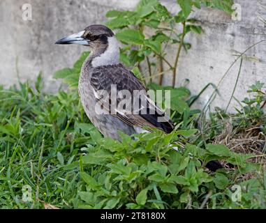 Giovane Magpie Australiane, Gymnorhina tibicen, in piedi tra un verde fogliame di erbacce accanto a un sentiero cittadino in una città Foto Stock