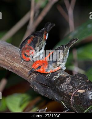 Maschio Australiano Scarlet Honeyeater, Myzomela sanguinolenta in un bagno di uccelli da giardino Foto Stock