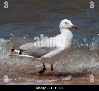 Gabbiano d'argento australiano con piumaggio bianco/grigio immacolato, becco rosso e gambe, guado nell'oceano tra onde basse e acqua blu Foto Stock