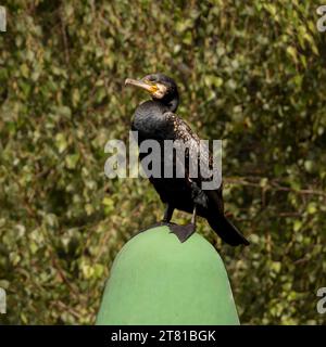 Cormorano arroccato su un palo verde sul fiume Waterworks nel Queen Elizabeth Olympic Park, Stratford, Londra, Regno Unito. Foto Stock