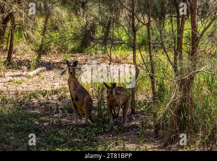 Due canguri nel Bush sono in allerta nella riserva del lago Coombabah, Queensland Foto Stock