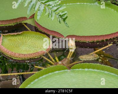 Victoria Amazonica ninfee. Enorme loto galleggiante. Foto Stock